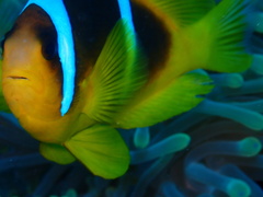 Amphiprion bicinctus