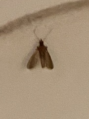 Plodia interpunctella