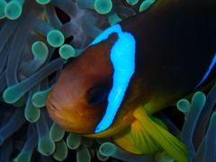 Amphiprion bicinctus