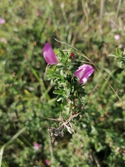 Ononis spinosa spinosa