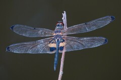 Rhyothemis phyllis