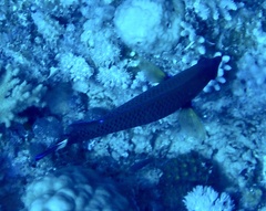 Pseudodax moluccanus