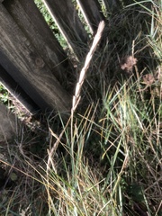 Elymus athericus