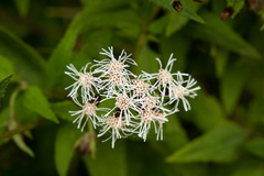 Aristeguietia salvia