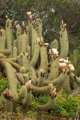 Trichocereus chiloensis litoralis