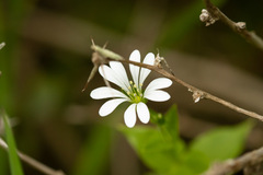 Stellaria chilensis
