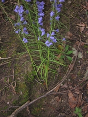 Campanula rotundifolia