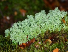 Bunodophoron australe