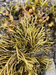 Pelvetia canaliculata