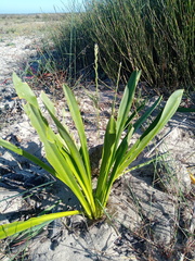 Drimia elata