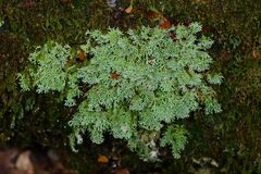 Bunodophoron australe