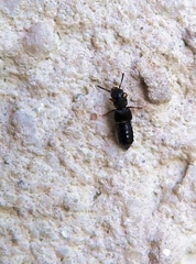 Anotylus