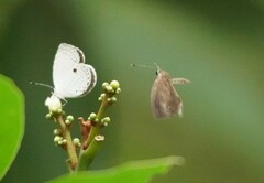 Neopithecops zalmora