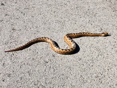 Vipera ammodytes