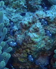 Dascyllus trimaculatus