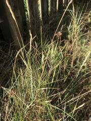Elymus athericus