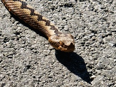 Vipera ammodytes
