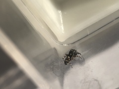 Carrhotus sannio