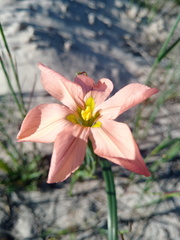Moraea flaccida