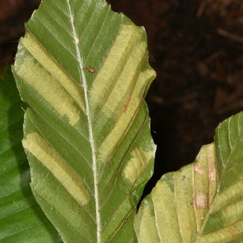 Doença foliar da faia