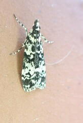 Scoparia exhibitalis