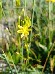 Bulbine frutescens