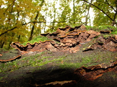 Hymenochaete rubiginosa