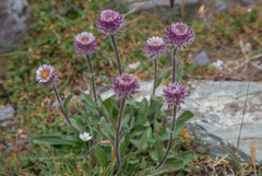 Erigeron eriocalyx