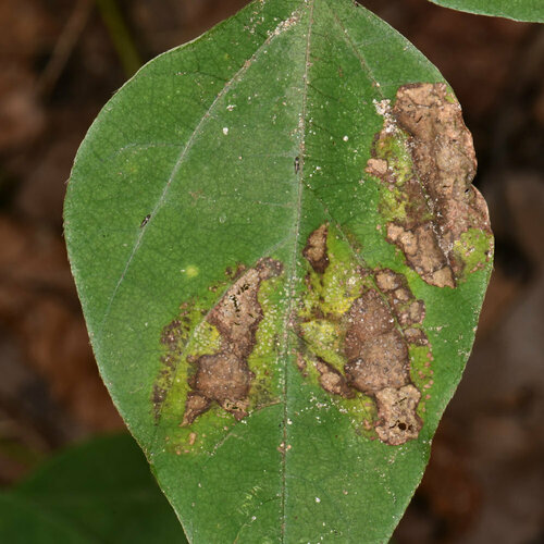 Macrosaccus morrisella photo 2