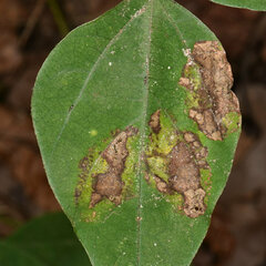 Macrosaccus morrisella