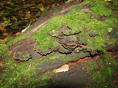 Hymenochaete rubiginosa