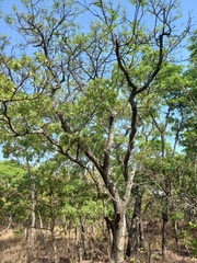 Burkea africana image