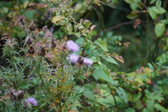 Cirsium discolor