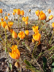 Ornithogalum maculatum