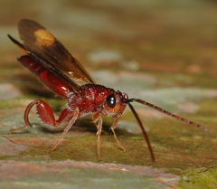 Chalcidoidea