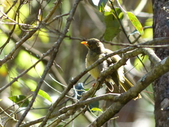 Manorina melanophrys