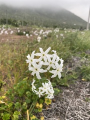 Leucocoryne ixioides