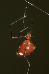Argyrodes flavescens