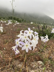 Leucocoryne ixioides