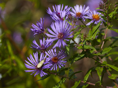 Oecanthus nigricornis