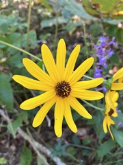Helianthus atrorubens