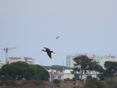 Plegadis falcinellus