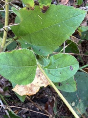 Helianthus atrorubens