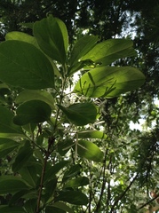 Chionanthus retusus