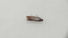 Dichrorampha acuminatana