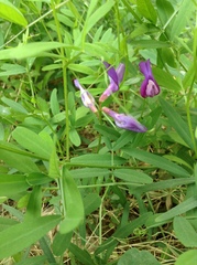 Vicia bungei