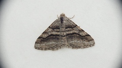 Digrammia continuata