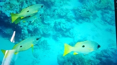 Lutjanus fulviflamma