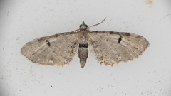 Eupithecia absinthiata
