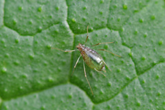 Aphididae